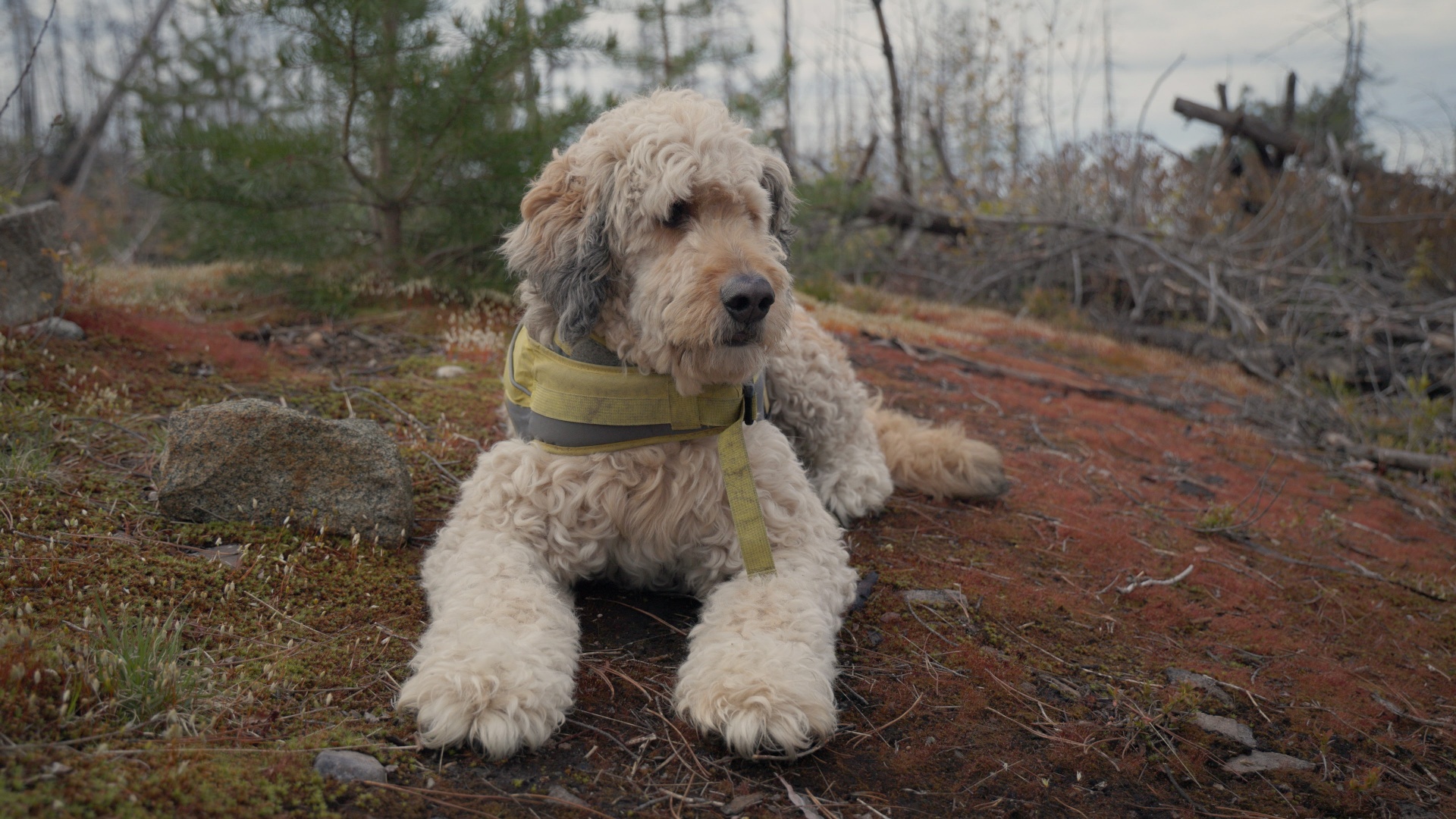 Norm the dog resting at camp